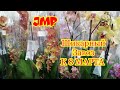 #Фаленопсис #jmp Орхидеи В JMP
Привезли очень много красивых Фаленопсисов