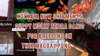 Kolkata New shipment  | Guppy Molly Zebra danio setup on Thermacoal pond for breeding |#aquarium