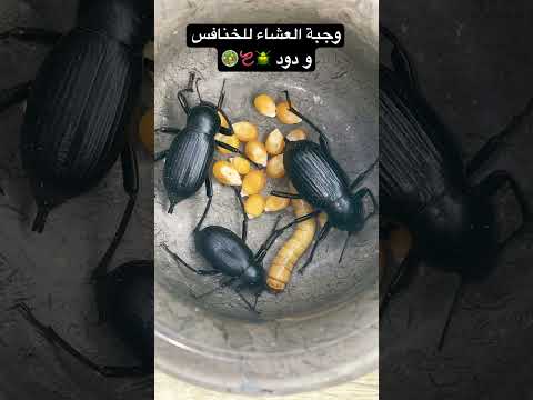 وجبة العشاء للخنافس و دود 