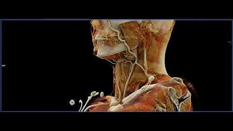 The Neck with Cinematic Rendering