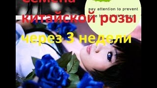 Алиэкспресс Семена КИТАЙСКОЙ ЧЁРНОЙ РОЗЫ .Обзор СПУСТЯ 3 недели.Посылки с Алиэкспресс 2 часть Алиэкспресс Семена КИТАЙСКОЙ ЧЁРНОЙ РОЗЫ .Обзор СПУСТЯ 3 недели.Посылки с Алиэкспресс 2 часть