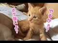 赤ちゃん猫が小さな体で親猫に立ち向かってボコボコにされる