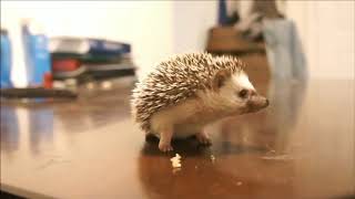 Cute Little Hedgehogs Compilation (2021) - TRY NOT TO AWW! | Funny and Cute Hedgehog Compilation