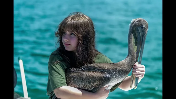 August 28th, 2022 Pelican rescues with Paul and Ca...