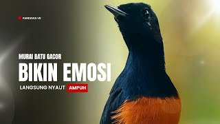 Download Lagu Suara murai batu gacor AMPUH buat PANCINGAN murai batu agar BUNYI MP3 Download Lagu Suara murai batu gacor AMPUH buat PANCINGAN murai batu agar BUNYI MP3