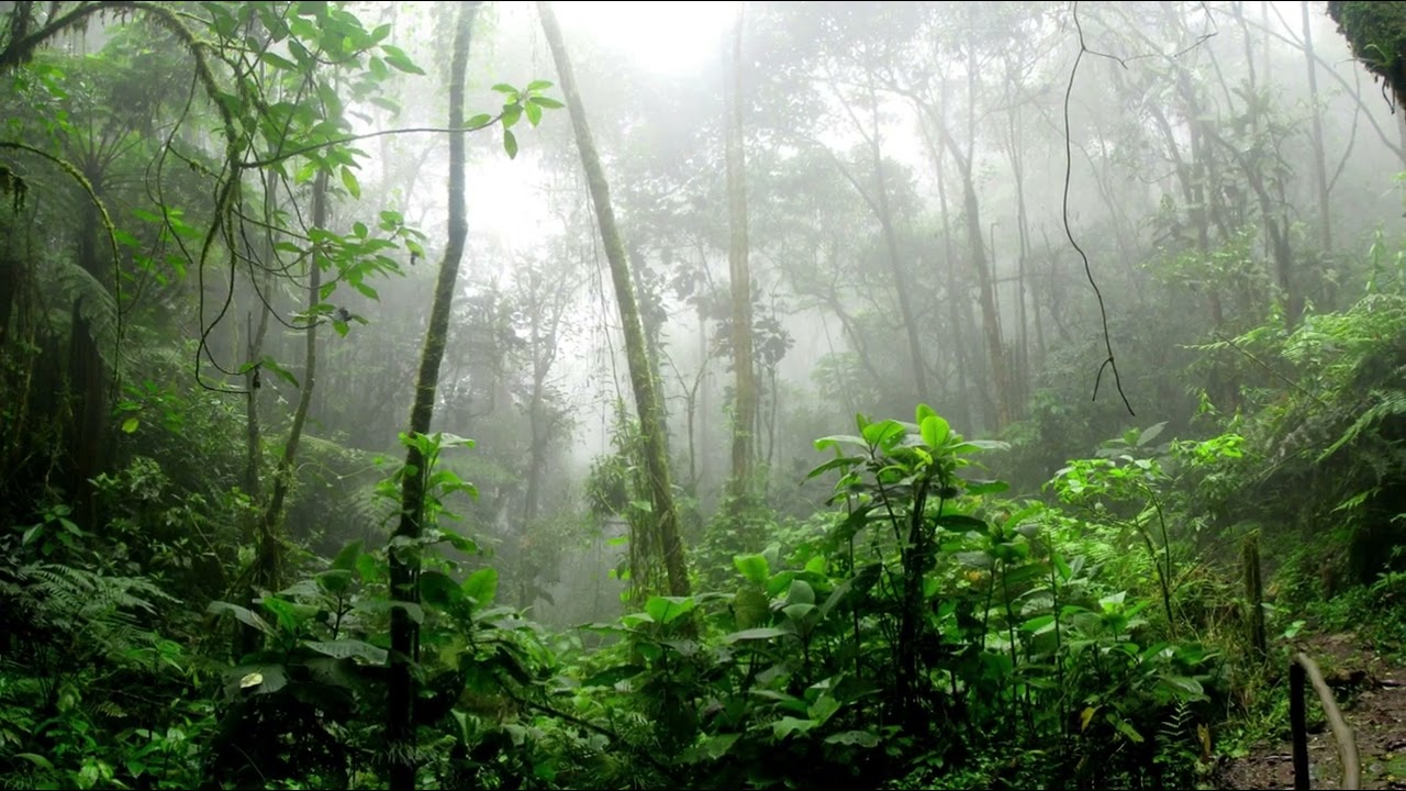 Relaxing Forest Sounds with Birds (1 huor)