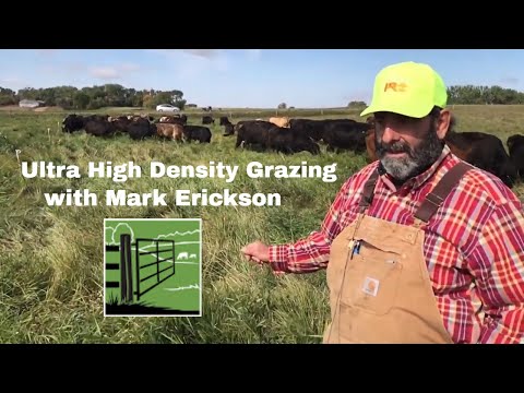 Ultra High Density Grazing (Mob Grazing) with Mark Erickson