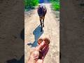 प्यारी बछिया #cow #shortsfeed #cows #shortvideo #gaumata #ytshorts #cowvideos #shorts #cowvideo #yt