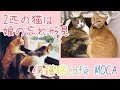 娘が亡くなり残された2匹の猫。おばあちゃんの覚悟に胸が熱くなり、私も一肌脱ぐことに。【保護猫】
