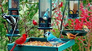 LIVE Cozy Spring Garden Birds: Cardinals, Goldfinches, Woodpeckers, and much more!