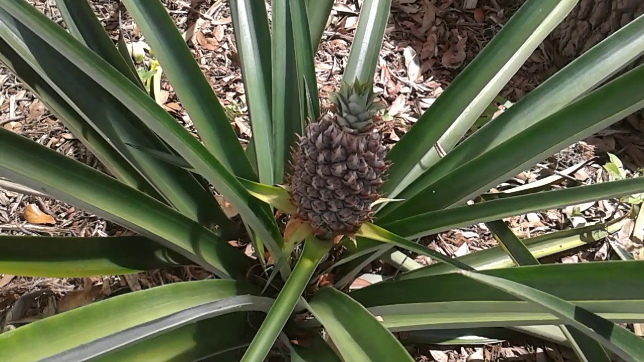 Happy Pineapple Farming pretty purple pineapple flowers helps me feel
