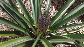 Happy Pineapple Farming :pretty purple pineapple flowers helps me feel better about loss