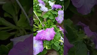 Петуния В Кашпо #Цветы #Дача #Рассада #Петуния #Дачасад #Идеи #Flowers #Funny #Flower #Garden