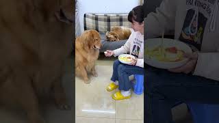 Удовольствие От Воспитания Собаки, Когда Вы Едите Много Фруктов, — Штука Привередливая.  Когда У Те