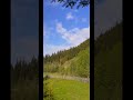 🌲🌲🌲