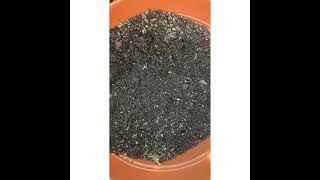 BEING CHEAP: Can you reuse your potting soil?