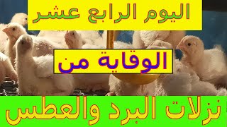 تربية الفراخ البيضاء بالأعشاب/ الوقايه من البرد والعطس/ اليوم الرابع عشر