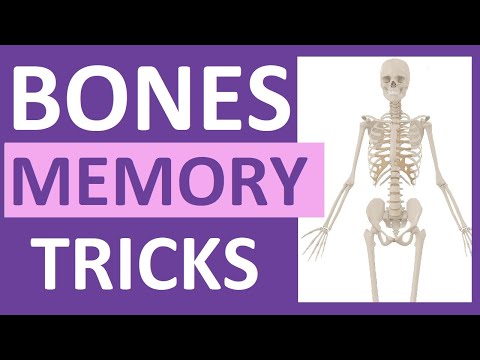 How To Learn The Human Bones | Tips To Memorize The Skeletal Bones