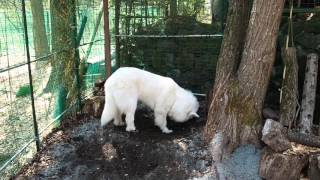 【グレートピレニーズ/greatpyrenees】ルンルン昼寝に備える