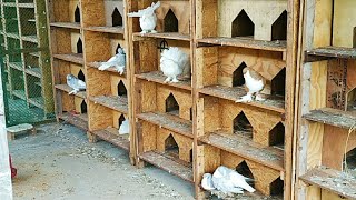 500 Pair Pigeon farm | কবুতর খামার বাংলাদেশ ।