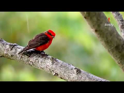 سورة النحل للشيخ ياسر سلامة Surah An Nahl By Sheikh Yasser Salama