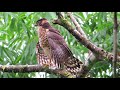 Collared Forest-Falcon | Micrastur semitorquatus | Halcon montes collarejo