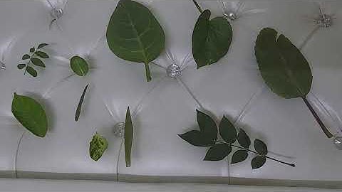 Class 3, Science, Chapter 5, Part 5 by Renu Yadav