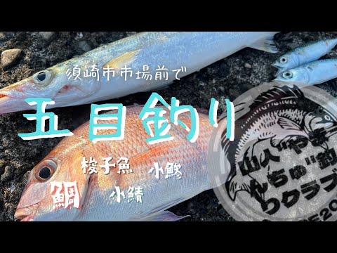 #53 高知県須崎市市場前で五目釣り　鯛　梭子魚　小鯵　小鯖　楽しかったよ