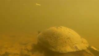 Turtles eye view