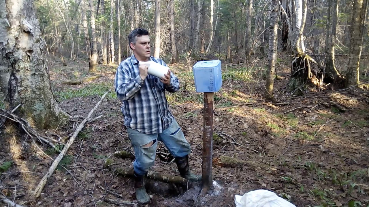Saline à l'anis pour orignal produits Glands de chêne