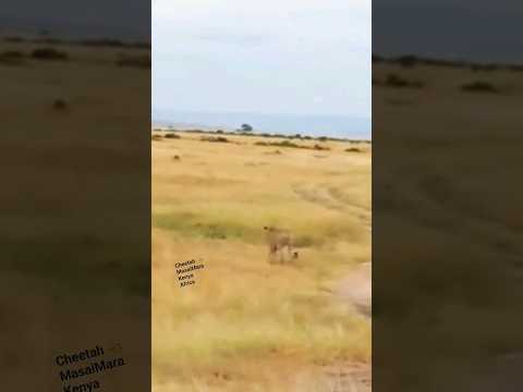 #cheetah #masaiMara #junglesafari #wildanimals #Kenya Africa March 2016@minapatelvlog7780