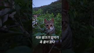 늘 함께 하는 가족 고양이