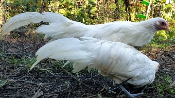 Long-tail White Pullets - Bantam Phoenix Qaib Dib Tw Ntev