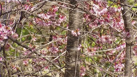 San Diego's 2024 Cherry Blossom Festival is in full bloom at the Japanese Friendship Garden - DayDayNews