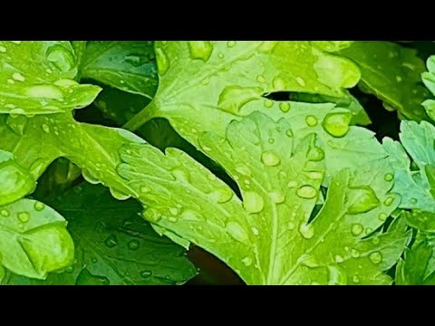 لما امك تكبر بصوت عالي