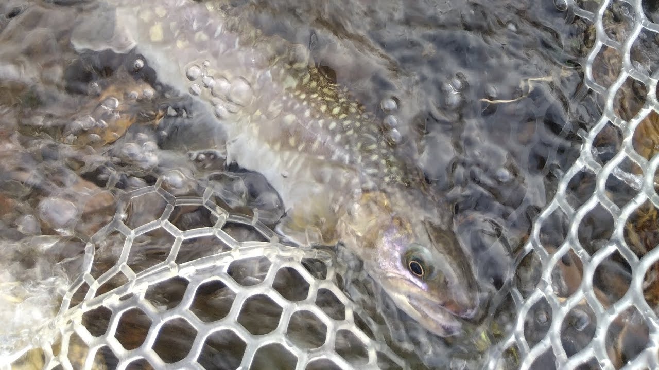 秋田　米代川釣行　2025年4月　桜開花前　#釣り　#秋田釣り　#アメマス　#米代川　#アングラーズ　♯サクラマス　#nature #mountains #fishing #river