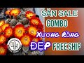 Combo xương rồng thuần khí hậu, miễn ship phần 2 #cayxuongrong #xuongrongbmt