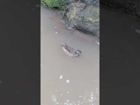 Patos, observación de aves, naturaleza, calma belleza #Shorts