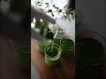 【濃厚過ぎる抹茶プリン】