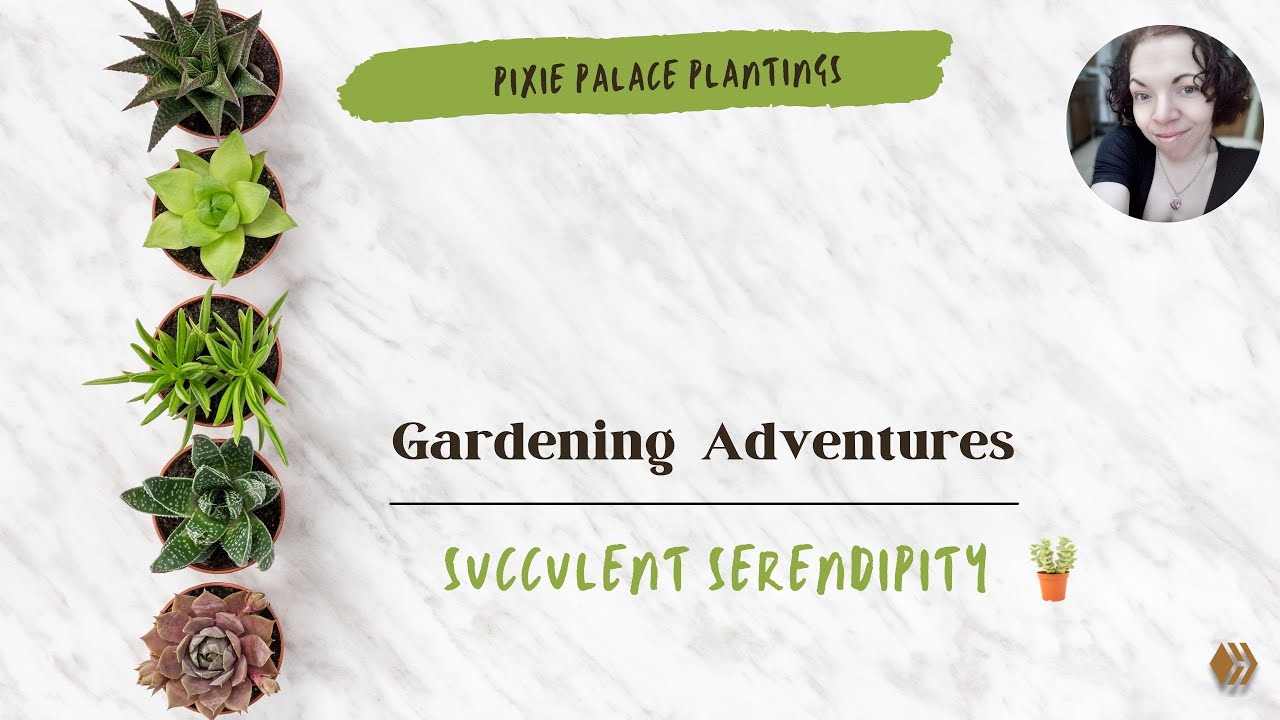 Gardening Adventures: Succulent Serendipity | Pixie Palace Plantings