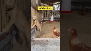 กลัวโดนไก่จิก #cat #pets #animals #cutecat #cute #comedy #memes #shorts #viral #youtubeshorts #แมว