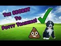 The Secret to Potty Training Your AussieDoodle