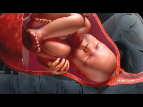Imagen de feto de 36 semanas de embarazo Imagen de feto de 36 semanas de embarazo