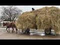 Коні на Продажу Коні Ваговози Коні в Україні