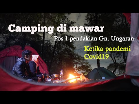 Video: Mawar Pendakian