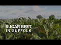 Sugar beet in Suffolk
