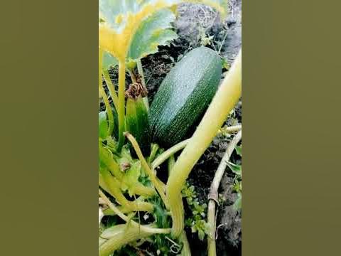 Кабачок это красиво - YouTube