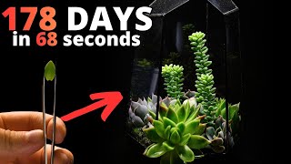 The MOST Satisfying Plant Time Lapse EVER - Succulent Terrarium