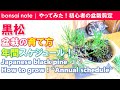 黒松盆栽の育て方！年間スケジュール｜Japanese black pine “Annual schedule”／bonsai