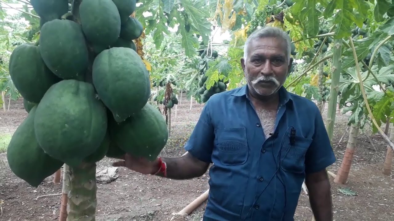 40 વર્ષથી પપૈયાંની ખેતીના અનુભવી સાથેની મુલાકાત.How to grow The success story of papaya farming..👌